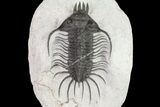 Spiny Quadrops Trilobite - Large For Species #69574-9